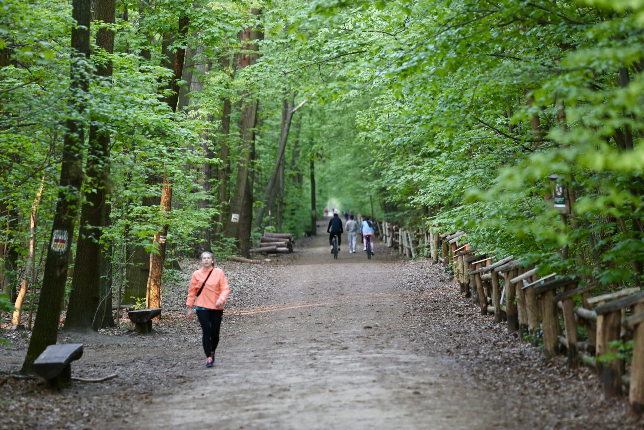 Las im. Jana III Sobieskiego